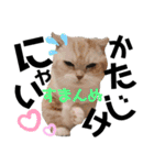 ねこのサスケさん銀次くん（個別スタンプ：4）