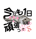 ねこのサスケさん銀次くん（個別スタンプ：5）