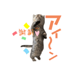 ねこのサスケさん銀次くん（個別スタンプ：6）