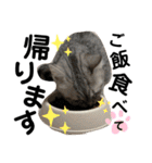 ねこのサスケさん銀次くん（個別スタンプ：7）