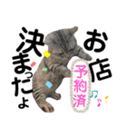 ねこのサスケさん銀次くん（個別スタンプ：8）