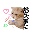 ねこのサスケさん銀次くん（個別スタンプ：9）