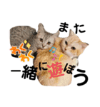ねこのサスケさん銀次くん（個別スタンプ：13）