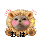 ねこのサスケさん銀次くん（個別スタンプ：14）