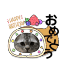 ねこのサスケさん銀次くん（個別スタンプ：15）