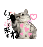ねこのサスケさん銀次くん（個別スタンプ：16）