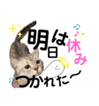ねこのサスケさん銀次くん（個別スタンプ：17）