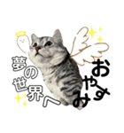 ねこのサスケさん銀次くん（個別スタンプ：18）