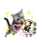 ねこのサスケさん銀次くん（個別スタンプ：21）