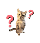 ねこのサスケさん銀次くん（個別スタンプ：22）