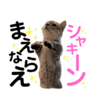 ねこのサスケさん銀次くん（個別スタンプ：24）