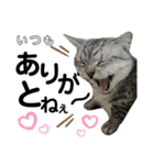 ねこのサスケさん銀次くん（個別スタンプ：25）
