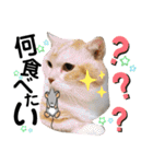 ねこのサスケさん銀次くん（個別スタンプ：26）