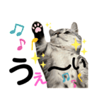 ねこのサスケさん銀次くん（個別スタンプ：27）
