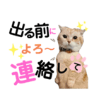 ねこのサスケさん銀次くん（個別スタンプ：28）