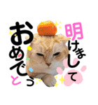 ねこのサスケさん銀次くん（個別スタンプ：29）