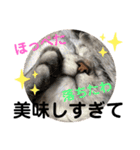 ねこのサスケさん銀次くん（個別スタンプ：34）