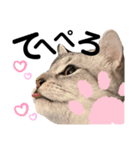 ねこのサスケさん銀次くん（個別スタンプ：35）