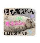 ねこのサスケさん銀次くん（個別スタンプ：36）