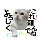 ねこのサスケさん銀次くん（個別スタンプ：37）