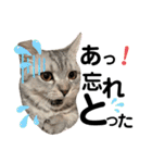 ねこのサスケさん銀次くん（個別スタンプ：38）