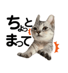 ねこのサスケさん銀次くん（個別スタンプ：39）