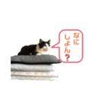 のんびりみつおくん（個別スタンプ：1）