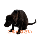 チョコラブ シンバ スタンプ（個別スタンプ：17）