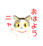 きじ猫のけんしん基本のご挨拶（個別スタンプ：1）