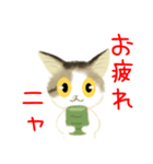 きじ猫のけんしん基本のご挨拶（個別スタンプ：12）