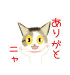 きじ猫のけんしん基本のご挨拶（個別スタンプ：17）