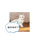 ラヴィ保護猫スタンプ2（個別スタンプ：3）