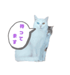 ラヴィ保護猫スタンプ2（個別スタンプ：39）