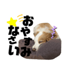 レッボーの『ジュピ』（個別スタンプ：8）