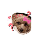 マルプー音（個別スタンプ：3）