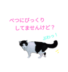 猫猫三姉妹スタンプ2（個別スタンプ：1）