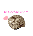 猫猫三姉妹スタンプ2（個別スタンプ：2）