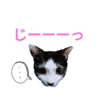 猫猫三姉妹スタンプ2（個別スタンプ：4）