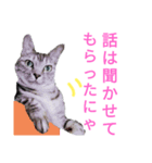 猫猫三姉妹スタンプ2（個別スタンプ：5）