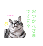 猫猫三姉妹スタンプ2（個別スタンプ：6）
