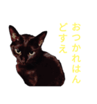 猫猫三姉妹スタンプ2（個別スタンプ：8）
