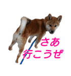 おもしろ柴犬ゆしろう（個別スタンプ：1）