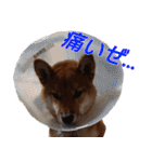 おもしろ柴犬ゆしろう（個別スタンプ：3）