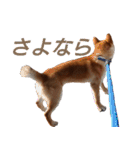 おもしろ柴犬ゆしろう（個別スタンプ：7）