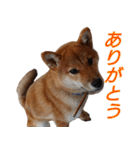 おもしろ柴犬ゆしろう（個別スタンプ：8）