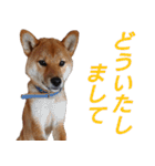 おもしろ柴犬ゆしろう（個別スタンプ：9）