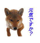 おもしろ柴犬ゆしろう（個別スタンプ：12）