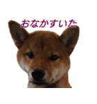 おもしろ柴犬ゆしろう（個別スタンプ：14）