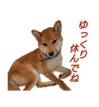 おもしろ柴犬ゆしろう（個別スタンプ：15）