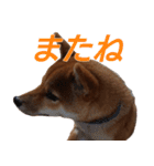 おもしろ柴犬ゆしろう（個別スタンプ：17）